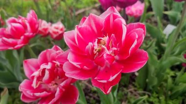 Lale. Güzel açan lale çiçeği. Güneşli bir bahar sabahında çiçek açan lale çiçeği ve pembe taç yaprağı. Çiçek açan kırmızı lale çiçeği toprakta büyüyor. Doğal arkaplan