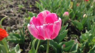 Lale. Güzel açan lale çiçeği. Güneşli bir bahar sabahında çiçek açan lale çiçeği ve pembe taç yaprağı. Çiçek açan kırmızı lale çiçeği toprakta büyüyor. Doğal arkaplan