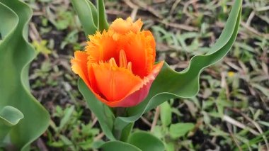 Lale. Güzel açan lale çiçeği. Güneşli bir bahar sabahı, kızıl yapraklı lale çiçeği. Tomurcuklanan turuncu lale çiçeği tomurcuklanıyor. Doğal arkaplan