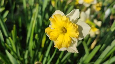 Narcissus. Güzel çiçek narsisleri. Bir sürü sarı beyaz taç yapraklı narsisli çiçek, yakın plan. Çiçek açan nergis çiçeği ve yeşil yapraklar bahar sabahı toprakta büyüyor.