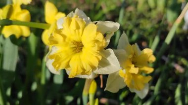 Narcissus. Güzel çiçek narsisleri. Bir sürü sarı beyaz taç yapraklı narsisli çiçek, yakın plan. Çiçek açan nergis çiçeği ve yeşil yapraklar bahar sabahı toprakta büyüyor.