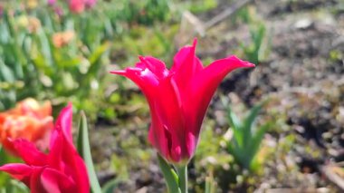 Güzel lale. Yeşil yaprakların üzerinde büyüyen güzel açan kırmızı lale çiçeği. Değişik lale çiçekleri yakın plan. Çok renkli çiçekli, güneşli bir bahar günü. Doğa Doğal arkaplan
