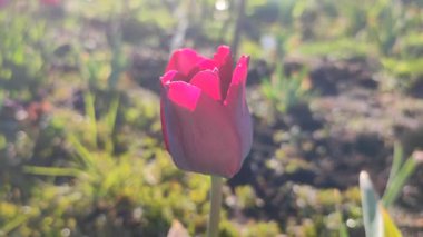 Güzel lale. Yeşil yaprakların üzerinde büyüyen güzel açan kırmızı lale çiçeği. Değişik lale çiçekleri yakın plan. Çok renkli çiçekli, güneşli bir bahar günü. Doğa Doğal arkaplan