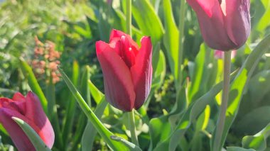 Güzel lale. Yeşil yaprakların üzerinde büyüyen güzel açan kırmızı lale çiçeği. Değişik lale çiçekleri yakın plan. Çok renkli çiçekli, güneşli bir bahar günü. Doğa Doğal arkaplan