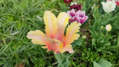 Güzel lale. Yeşil yaprakların arka planında büyüyen sarı lale çiçeği. Değişik lale çiçekleri yakın plan. Bahar günü çok renkli çiçek açan bir çiçek. Doğa Doğal arkaplan