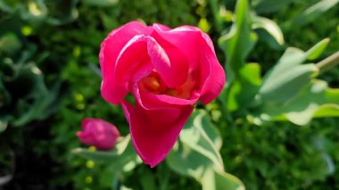 Güzel lale. Yeşil yaprakların üzerinde büyüyen güzel açan kırmızı lale çiçeği. Değişik lale çiçekleri yakın plan. Çok renkli çiçekli, güneşli bir bahar günü. Doğa Doğal arkaplan