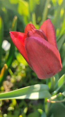 Güzel lale. Yeşil yaprakların üzerinde büyüyen kırmızı lale çiçeği. Değişik lale çiçekleri yakın plan. Çok renkli çiçekli, güneşli bir bahar günü. Doğa Doğal Arkaplan Dikey