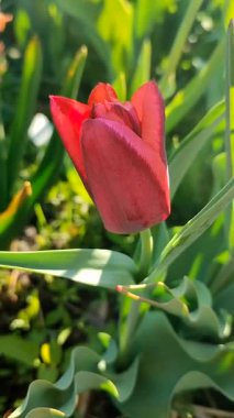 Güzel lale. Yeşil yaprakların üzerinde büyüyen kırmızı lale çiçeği. Değişik lale çiçekleri yakın plan. Çok renkli çiçekli, güneşli bir bahar günü. Doğa Doğal Arkaplan Dikey