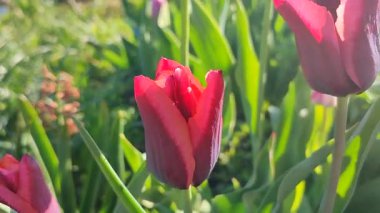 Güzel lale. Yeşil yaprakların üzerinde büyüyen güzel açan kırmızı lale çiçeği. Değişik lale çiçekleri yakın plan. Çok renkli çiçekli, güneşli bir bahar günü. Doğa Doğal arkaplan