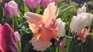 Güzel, çiçek açan lale türü. Yakın çekim. Büyüyen lale çiçeği, arka planda turuncu pembe taç yaprakları, güneşli bahar gününde bulanık çiçekler.