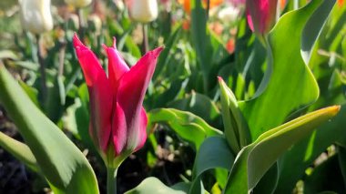 Güzel lale. Yeşil yaprakların üzerinde büyüyen güzel açan kırmızı lale çiçeği. Değişik lale çiçekleri yakın plan. Çok renkli çiçekli, güneşli bir bahar günü. Doğa Doğal arkaplan