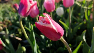 Çiçek açan laleyi yakından çek. Büyüyen lale çiçeği, arka planda pembe taç yaprakları olan, güneşli bahar gününde çok renkli çiçekler açan. Doğa. Doğal arkaplan
