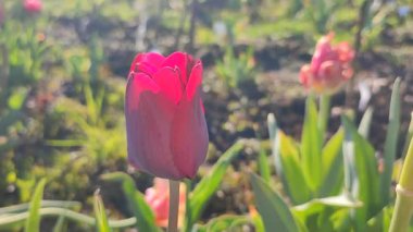 Lale. Yeşil yaprakların üzerinde büyüyen güzel açan kırmızı lale çiçeği. Değişik lale çiçekleri yakın plan. Çok renkli çiçekli, güneşli bir bahar günü. Doğa Doğal arkaplan