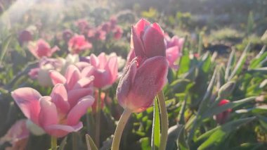 Güneşli bir bahar sabahı bahçede yetişen buz kristalleriyle birbirine yaslanmış güzel pembe laleler. Değişken kırmızı lale ve parlayan güneşli çayırdaki diğer çiçekler.