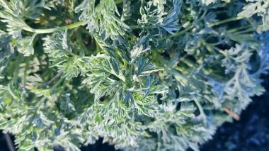 Güneşli bir bahar sabahı, kar taneleriyle kaplı yeşil yapraklar. Bitkinin yeşil yaprakları buzla kaplıdır. Pelinotu yaprakları beyaz toprağı kristalleriyle kaplıdır. Dondurucu