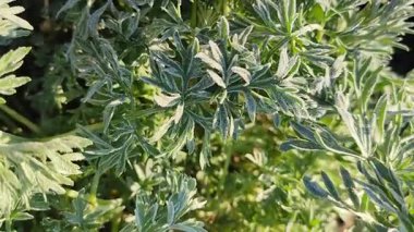 Güneşli bir bahar sabahı, kar taneleriyle kaplı yeşil yapraklar. Bitkinin yeşil yaprakları buzla kaplıdır. Pelinotu yaprakları beyaz toprağı kristalleriyle kaplıdır. Dondurucu