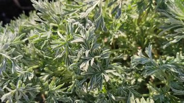 Güneşli bir bahar sabahı, kar taneleriyle kaplı yeşil yapraklar. Bitkinin yeşil yaprakları buzla kaplıdır. Pelinotu yaprakları beyaz toprağı kristalleriyle kaplıdır. Dondurucu