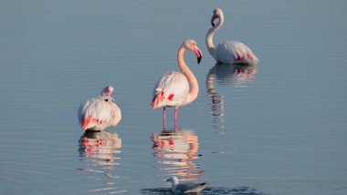Doğal ortamlarında pembe flamingolar, Molentargius göleti, güney sardunya