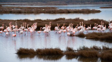 Doğal ortamlarında pembe flamingolar, Molentargius göleti, güney sardunya