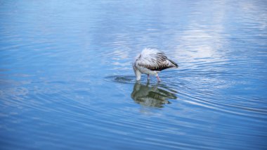 Doğal ortamlarında pembe flamingolar, Molentargius göleti, güney sardunya