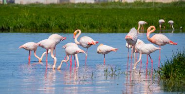 Doğal ortamlarında pembe flamingolar, Molentargius göleti, güney sardunya