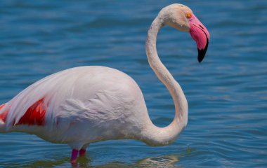 Doğal ortamlarında pembe flamingolar, Molentargius göleti, güney sardunya