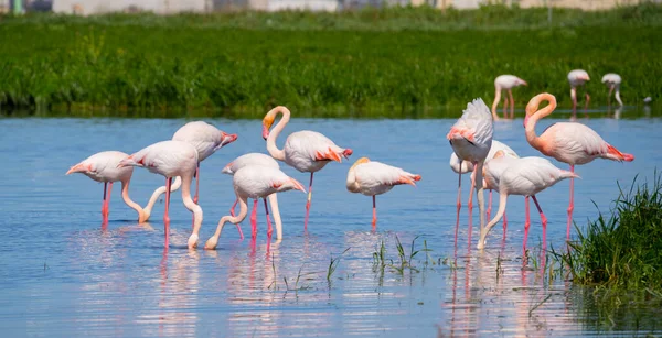 Doğal ortamlarında pembe flamingolar, Molentargius göleti, güney sardunya