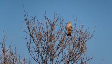 Kestrel or Falco tinnunculus perched on a branch waiting for prey