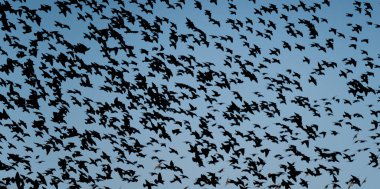 Flock of plovers in flight