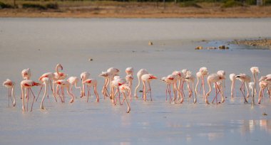 flock of pink flamingos in their natural environment, Porto Pino, South Sardinia
