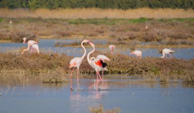 flock of pink flamingos in their natural environment, Porto Pino, South Sardinia