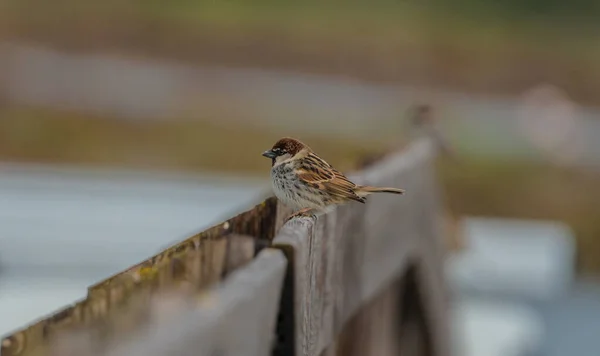 Spanischer Sperling Passer Hispaniolensis Der Stroh Für Sein Nest Sammelt — Stockfoto
