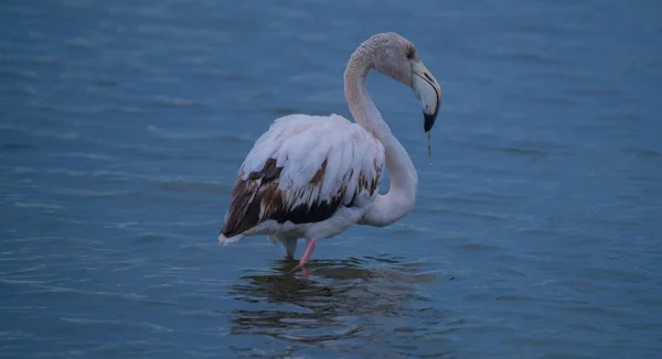 Rózsaszín Flamingók Természetes Környezetükben Harcolnak Csoport Felsőbbrendűségéért — Stock Fotó