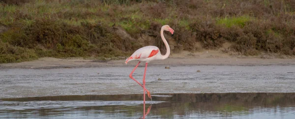 粉红火烈鸟在其自然环境中为争夺该群体的至高无上地位而奋斗 — 图库照片