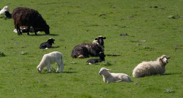 Schafe Und Lämmer Der Sardischen Rasse Grasen Auf Einer Grünen — Stockfoto