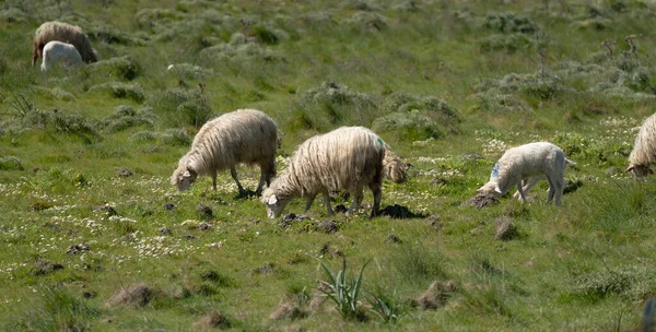 Овцы Ягнята Сардинской Породы Пасущиеся Зеленом Лугу — стоковое фото
