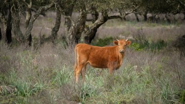 Giara dana eti doğal ortamlarında otlar, Giara di Gesturi, Güney Sardunya