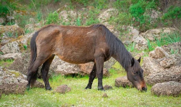 Giara Horses Graze Natural Environment Giara Gesturi South Sardinia — Stock Photo, Image