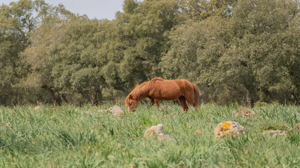 Giara Pferde Weiden Ihrer Natürlichen Umgebung Giara Gesturi Südsardinien — Stockfoto