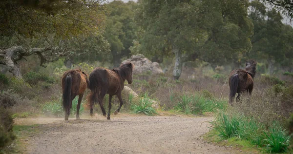 Giara Pferde Weiden Ihrer Natürlichen Umgebung Giara Gesturi Südsardinien — Stockfoto
