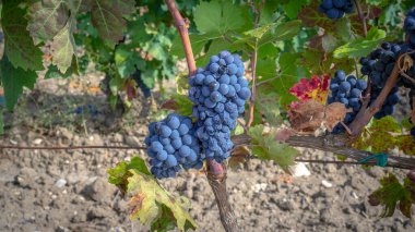 ripe grapes ready for the harvest for the production of cannonau and carignano wine clipart