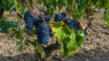 ripe grapes ready for the harvest for the production of cannonau and carignano wine clipart