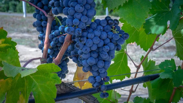 Uve Mature Pronte Vendemmia Produzione Vino Cannonau Carignano — Foto Stock