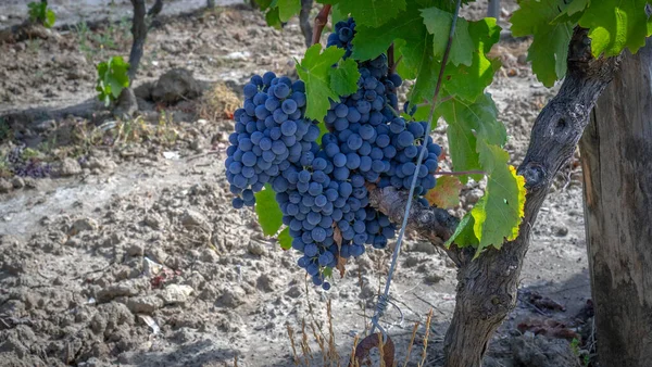 Raisins Mûrs Prêts Pour Récolte Pour Production Cannonau Vin Carignano — Photo