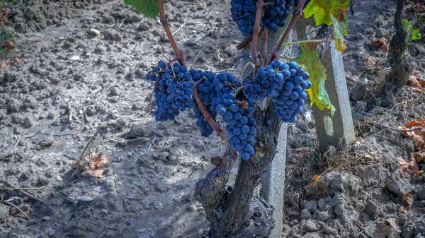 Olgun Üzümler Hasat Için Hazır Top Güllesi Carignano Şarabı Üretimi — Stok fotoğraf