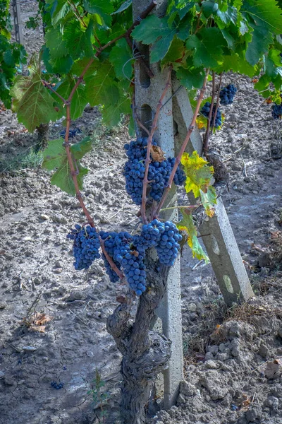 Uvas Maduras Listas Para Vendimia Para Producción Vino Cañón Carignano —  Fotos de Stock