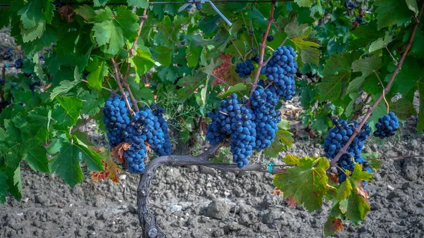 Olgun Üzümler Hasat Için Hazır Top Güllesi Carignano Şarabı Üretimi — Stok fotoğraf