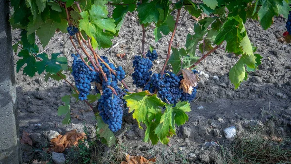 Uvas Maduras Listas Para Vendimia Para Producción Vino Cañón Carignano —  Fotos de Stock