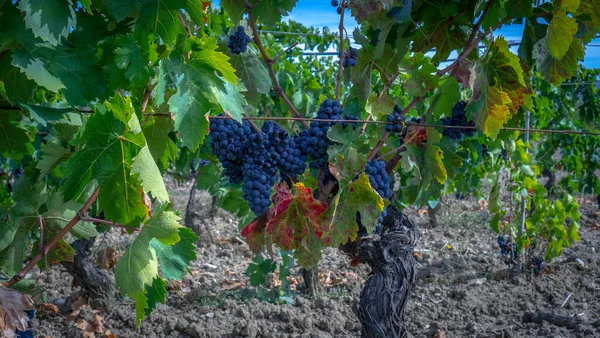 Ripe Grapes Ready Harvest Production Cannonau Carignano Wine — Stock Photo, Image