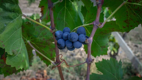 Uvas Maduras Prontas Para Vindima Para Produção Canhão Vinho Carignano — Fotografia de Stock